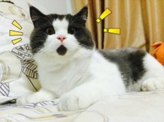 双语小故事：如何给猫洗澡