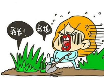 【家庭对话】院子里的草